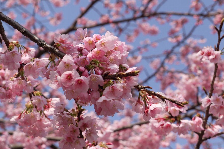 河津桜