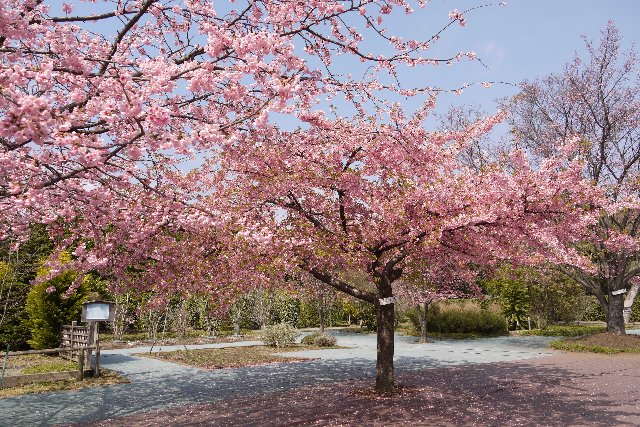 Kawazu zakura